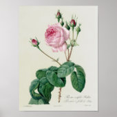 Rosa Centifolia Bullata Poster (Vorne)