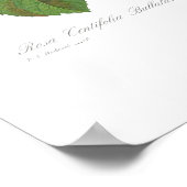 Rosa centifolia bullata poster (Ecke)
