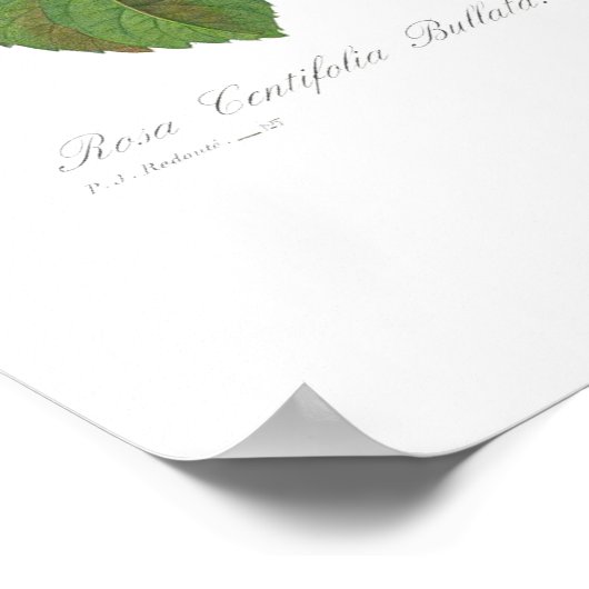 Rosa centifolia bullata poster (Ecke)