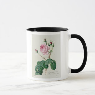 Rosa Centifolia Bullata Tasse