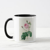 Rosa Centifolia Bullata Tasse (Links)