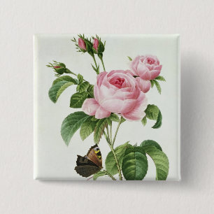 Rosa Centifolia Button