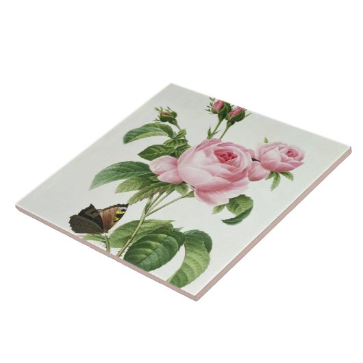 Rosa Centifolia Fliese (Seite)