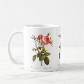 Rosa Centifolia Foliacea Kaffeetasse (Links)