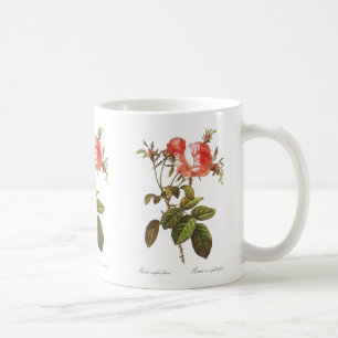 Rosa Centifolia Foliacea Kaffeetasse