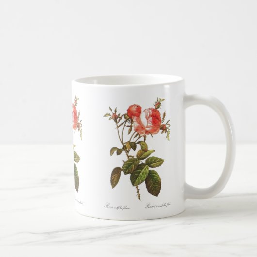 Rosa Centifolia Foliacea Kaffeetasse (Rechts)