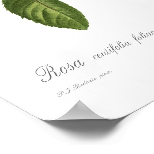 Rosa centifolia foliacea poster (Ecke)