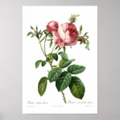 Rosa centifolia foliacea poster (Vorne)