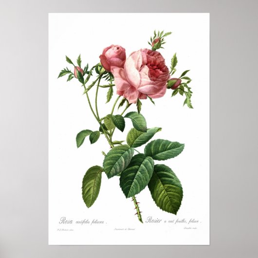 Rosa centifolia foliacea poster (Vorne)