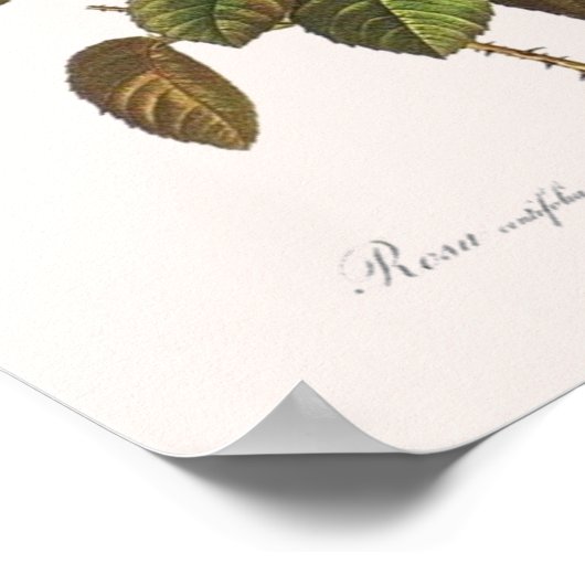 Rosa Centifolia Foliacea Poster (Ecke)