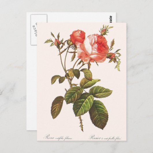 Rosa Centifolia Foliacea Postkarte (Vorne/Hinten)