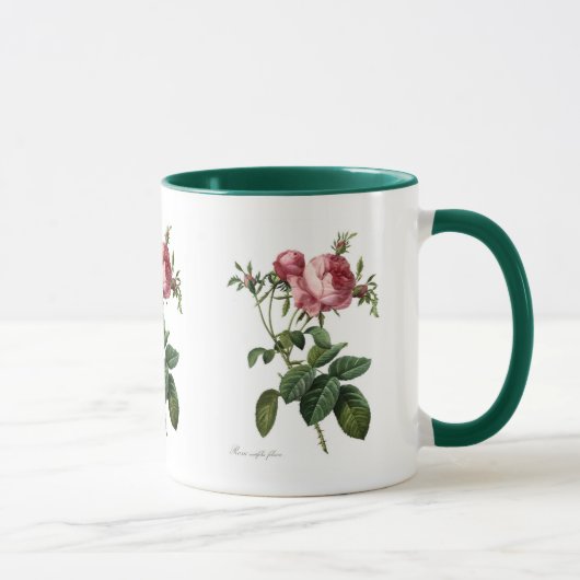 Rosa centifolia foliacea tasse (Rechts)