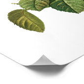 Rosa Centifolia Goliacea Redoute Poster (Ecke)