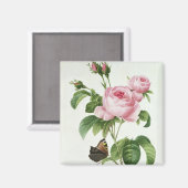 Rosa Centifolia Magnet (Vorderseite/Rückseite)