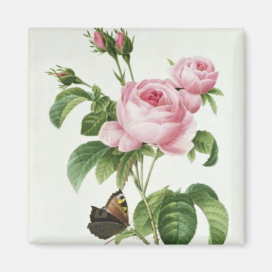 Rosa Centifolia Magnet (Vorne)