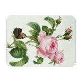 Rosa Centifolia Magnet (Horizontal)