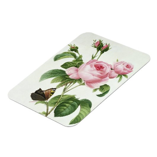 Rosa Centifolia Magnet (Linke Seite)