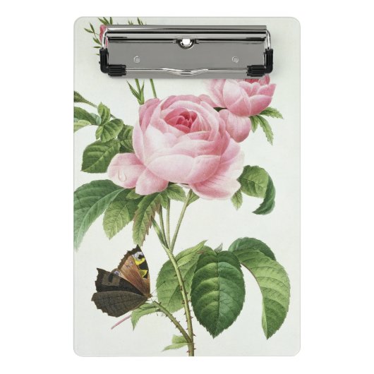 Rosa Centifolia Mini Klemmbrett (Vorderseite)