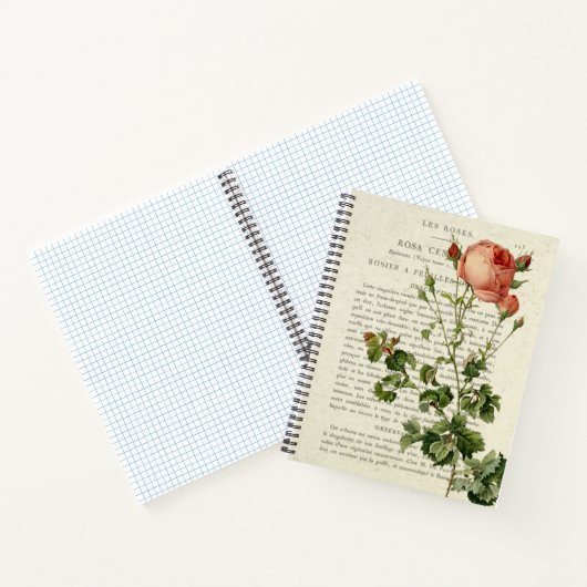 Rosa centifolia Notebook II Notizblock (Innenseite)