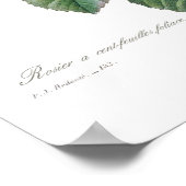 Rosa centifolia poster (Ecke)