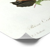 Rosa Centifolia Poster (Ecke)