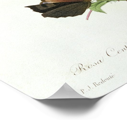 Rosa Centifolia Poster (Ecke)