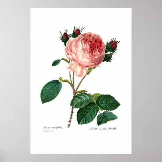 Rosa centifolia poster (Vorne)