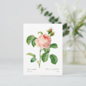 Rosa centifolia postkarte (Stehend Vorderseite)