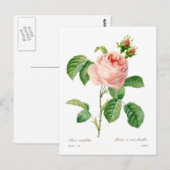 Rosa centifolia postkarte (Vorne/Hinten)