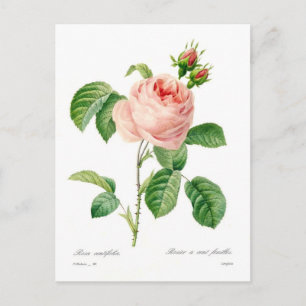 Rosa centifolia postkarte