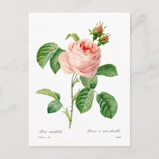 Rosa centifolia postkarte (Vorderseite)
