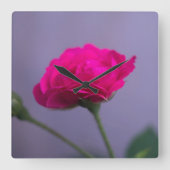 Rosa centifolia quadratische wanduhr (Vorderseite)