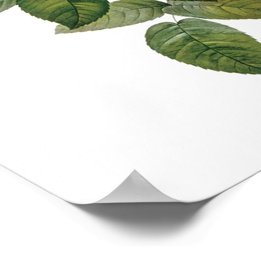 Rosa Centifolia Redoute Poster (Ecke)