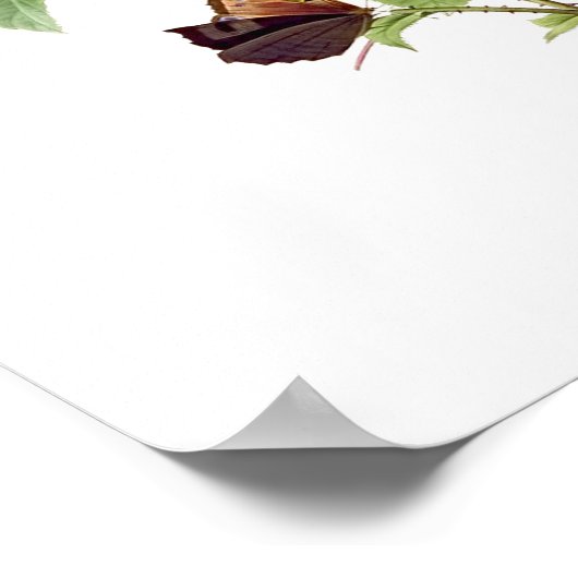 Rosa Centifolia Redoute Poster (Ecke)