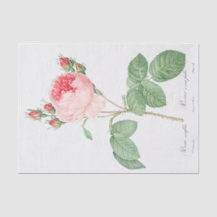 Rosa centifolia seidenpapier