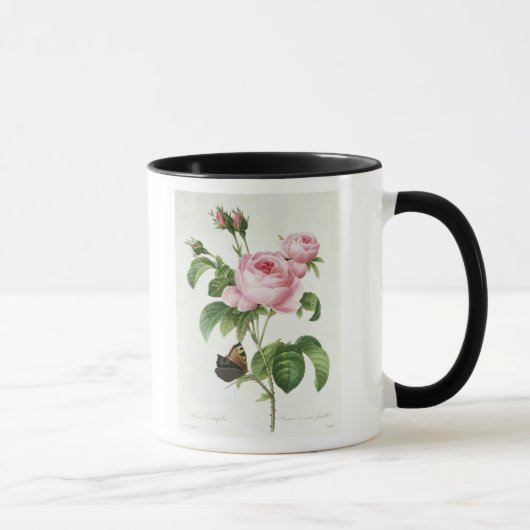 Rosa Centifolia Tasse (Rechts)