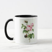 Rosa Centifolia Tasse (Links)