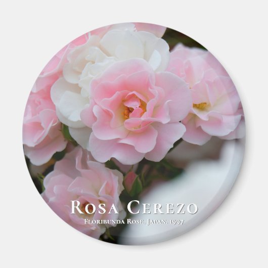 Rosa Cerezo グ ネ Magnet (Vorne)
