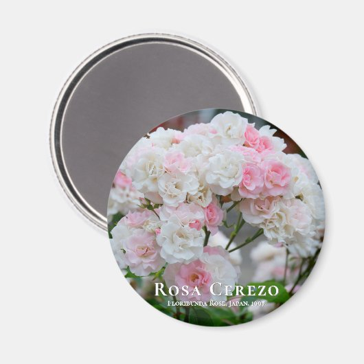 Rosa Cerezo Magnet (Vorderseite/Rückseite)