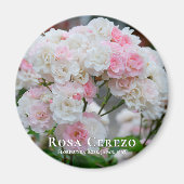 Rosa Cerezo Magnet (Vorne)