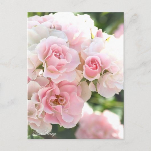 Rosa Cerezo:Postcard_ver.2.0 Postkarte (Vorderseite)