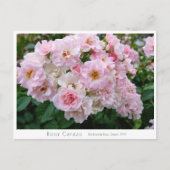 Rosa Cerezo Postkarte (Vorderseite)