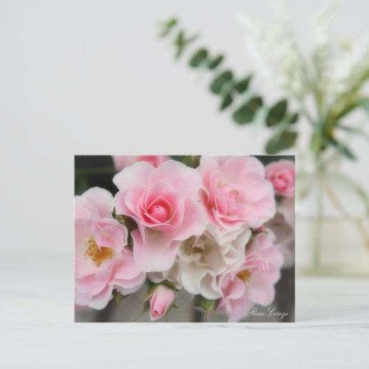 Rosa Cerezo Postkarte (Stehend Vorderseite)