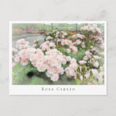 Rosa Cerezo Postkarte (Vorderseite)