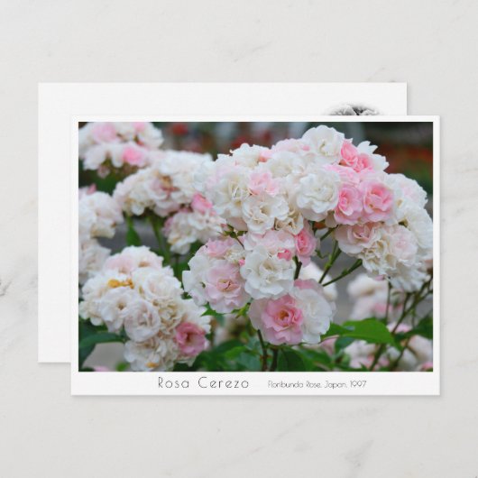 Rosa Cerezo Postkarte (Vorne/Hinten)