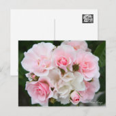 Rosa Cerezo [Postkarte] Postkarte (Vorne/Hinten)