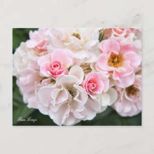 Rosa Cerezo [Postkarte] Postkarte