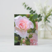 Rosa Cerezo [Postkarte] Postkarte (Stehend Vorderseite)