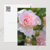 Rosa Cerezo [Postkarte] Postkarte (Vorne/Hinten)