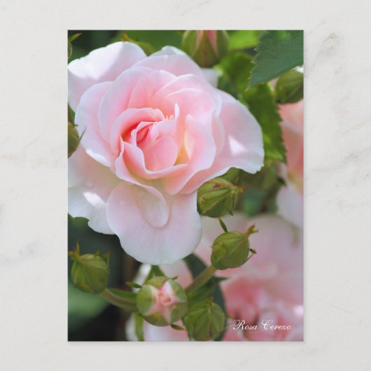 Rosa Cerezo [Postkarte] Postkarte (Vorderseite)